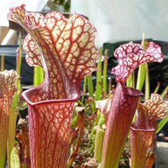 Sarracenia 'Judith Hindle'