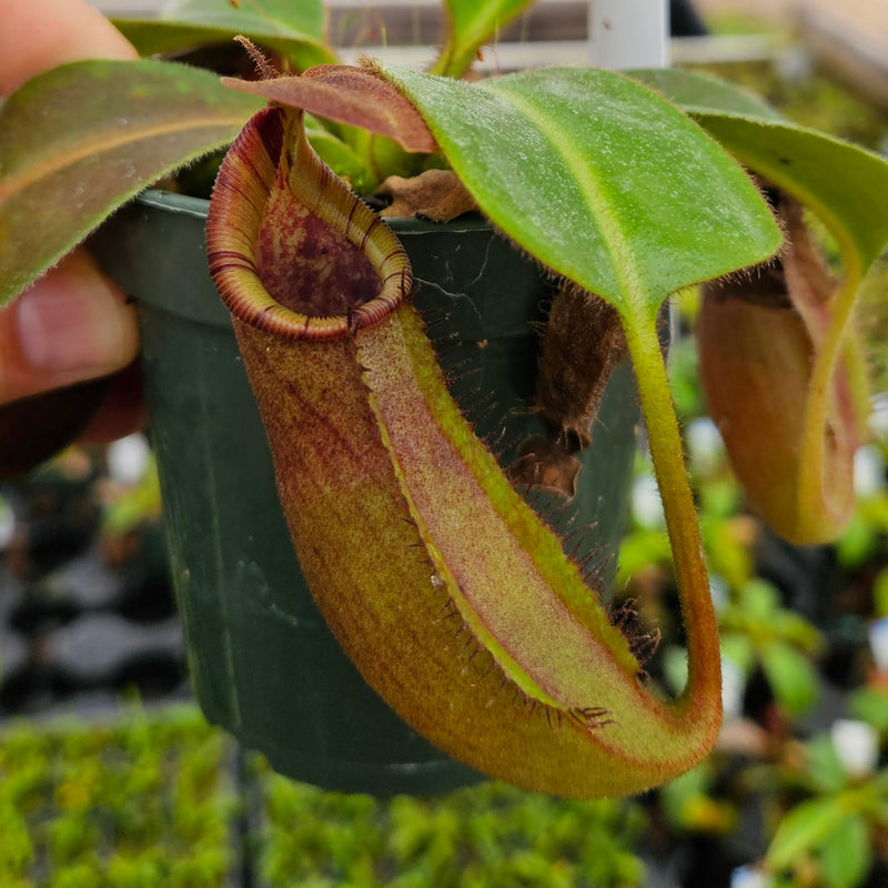Nepenthes Talented Tower