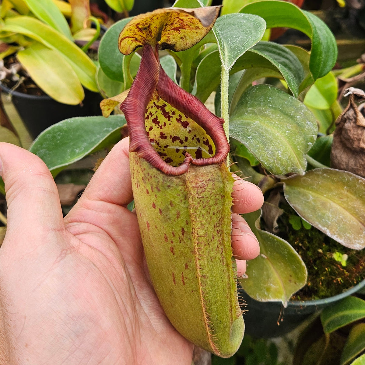 Nepenthes Temple Triumph | Nepenthes Hybrid Pitcher Plant