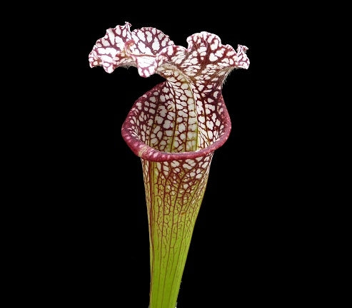 Sarracenia leucophylla - Small