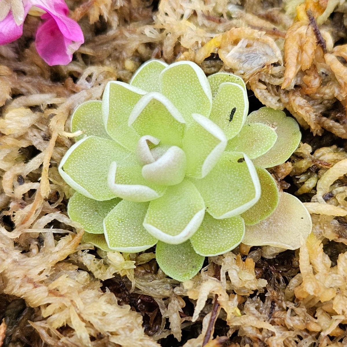 butterwort succulent Pinguicula Ehlersiae