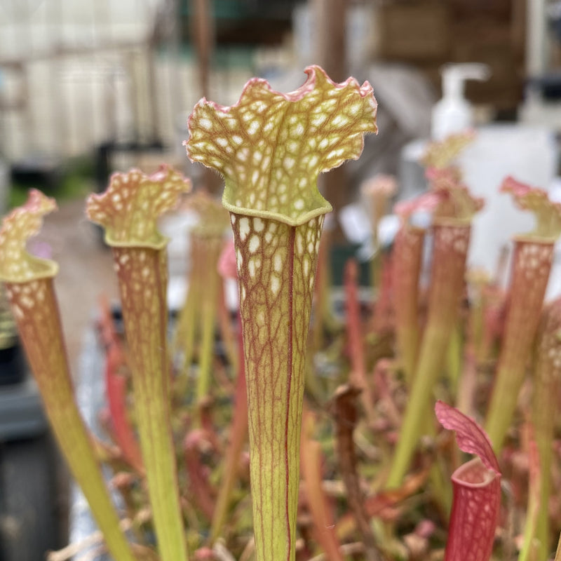 Sarracenia x farnhamii - Small