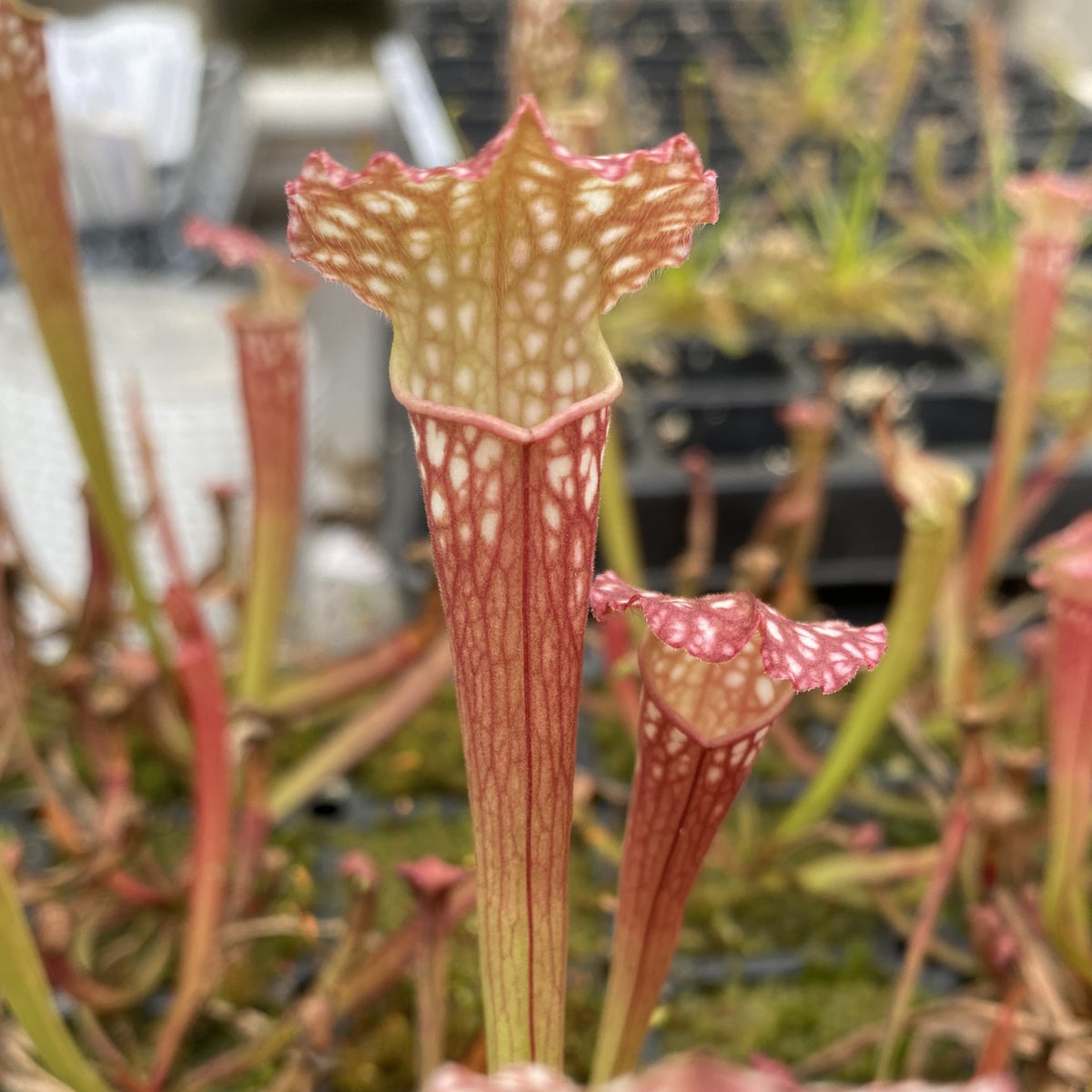 Sarracenia x farnhamii