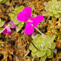 Pinguicula ehlersiae