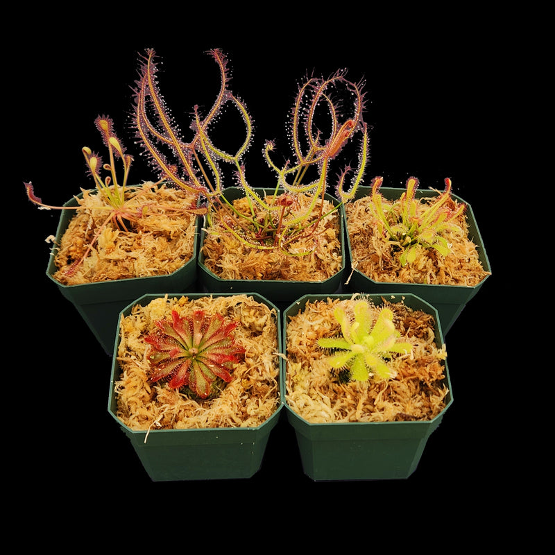 Spring Sundew Assortment