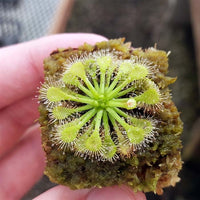 Drosera capillaris 'Emerald's Envy'