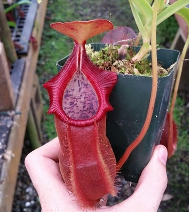 Nepenthes spathulata x diatas - Large