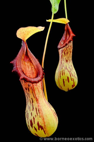 Nepenthes burkei