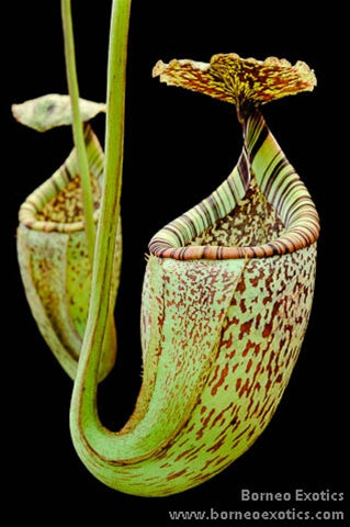 Nepenthes burbidgeae