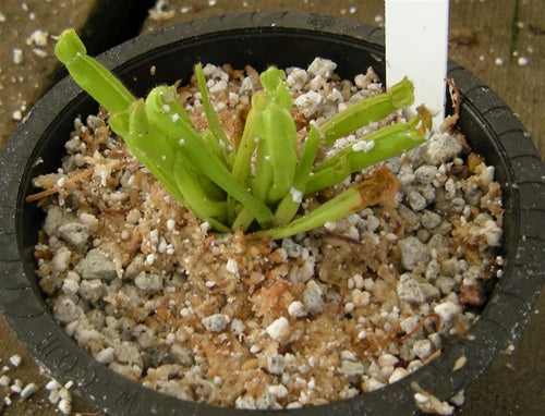 Heliamphora nutans