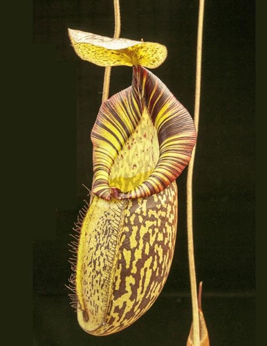 Nepenthes spectabilis x mira