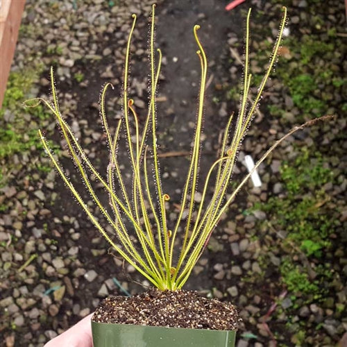 Drosera filiformis