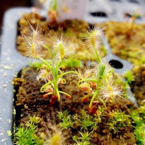 Drosera scorpioides - Pygmy Sundew