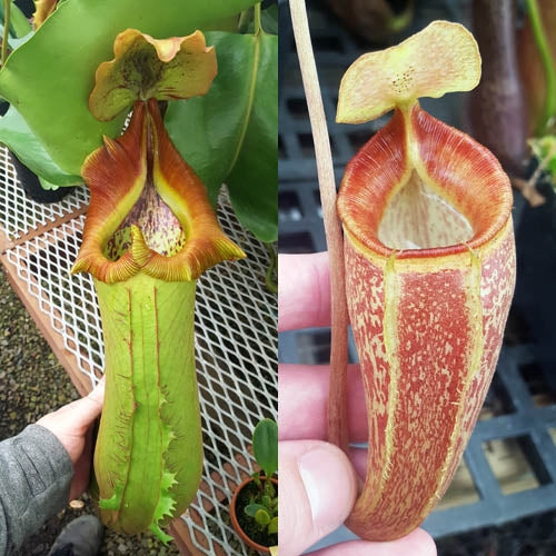 Nepenthes Titanic Triumph - Small