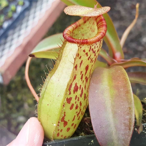 Nepenthes Dream of Victory - XS/Small