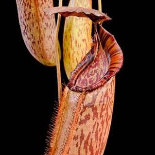 Nepenthes (veitchii x lowii) x spectabilis