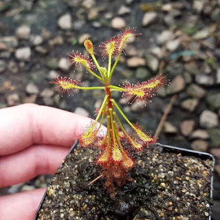 Drosera madagascariensis