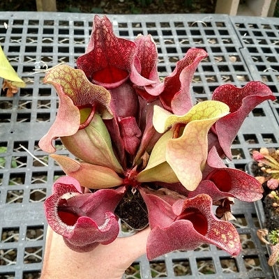 Sarracenia 'Fat Chance'