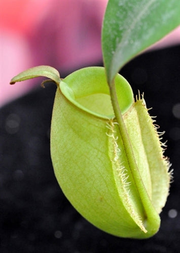 Nepenthes ampullaria