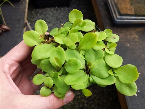 Utricularia calycifida