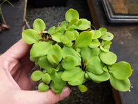 Utricularia calycifida