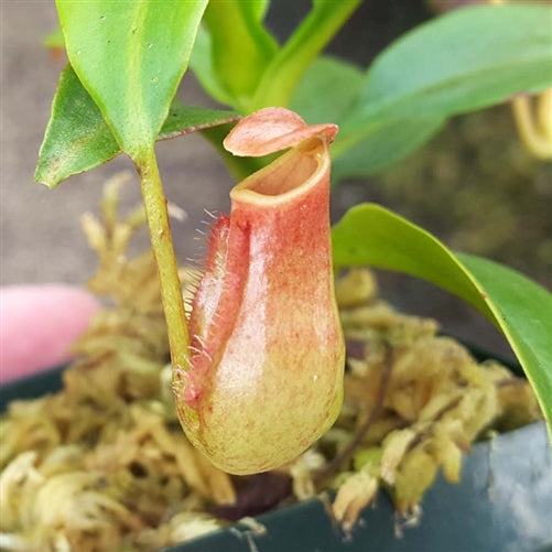 Nepenthes madagascariensis