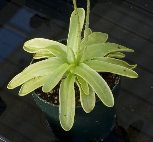 Pinguicula primuliflora