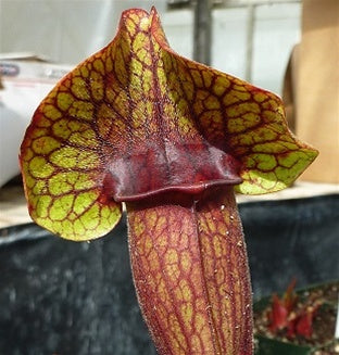 Sarracenia x catesbaei