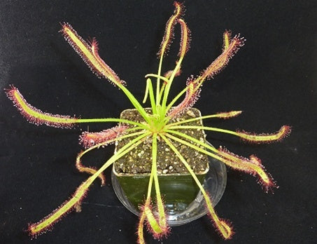 Drosera capensis seeds