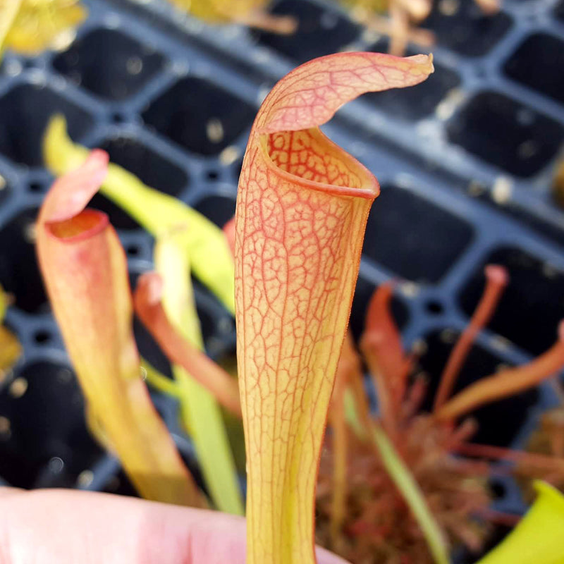 Sarracenia x areolata 1631B