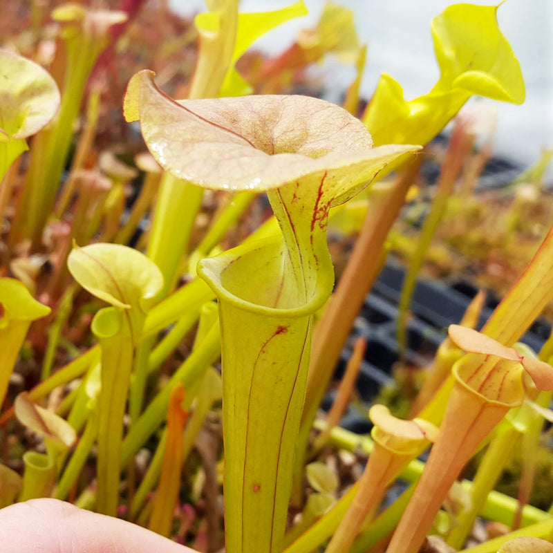 Sarracenia