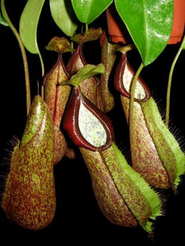Nepenthes hirsuta x spathulata