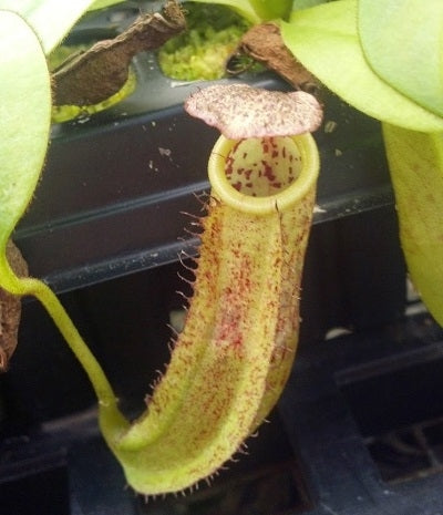 Nepenthes maxima x burbidgeae- Large