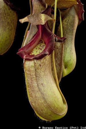 Nepenthes ventricosa x truncata - Small/Medium