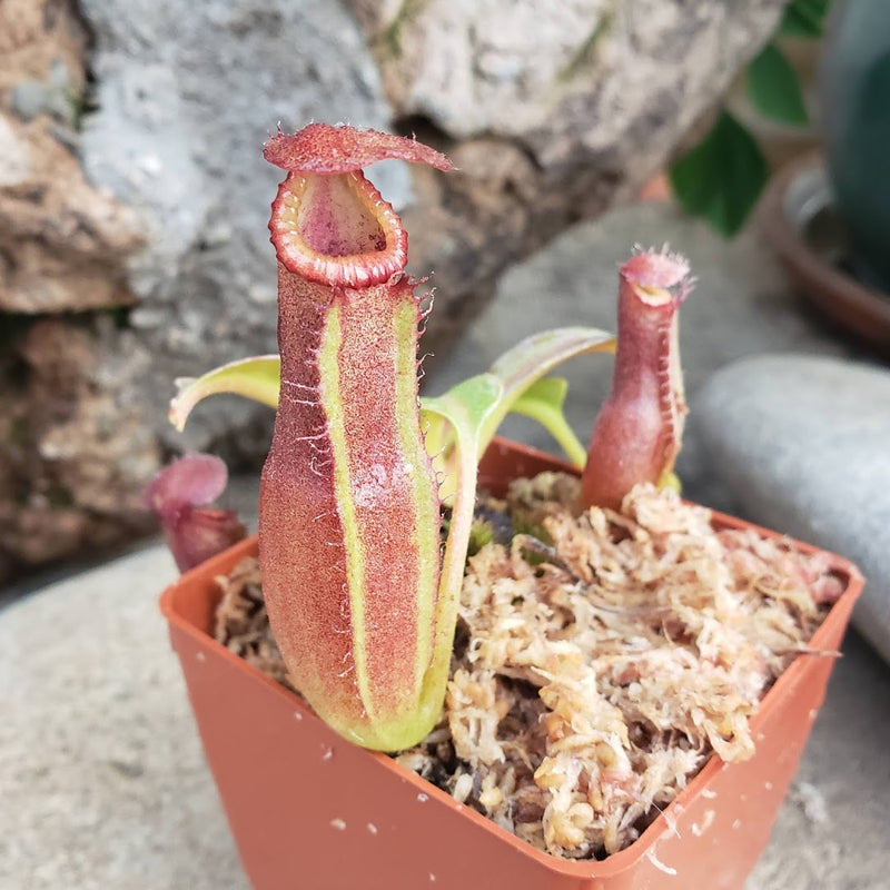 Nepenthes Titanic Empire - Specimen D