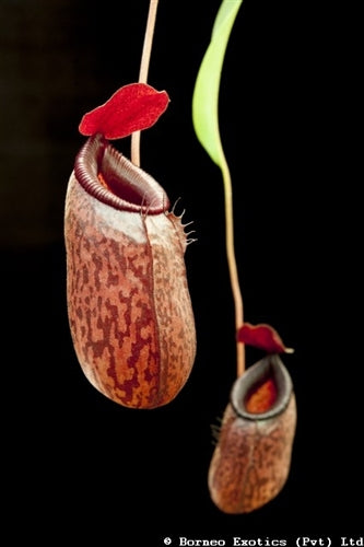 Nepenthes aristolochioides x ventricosa