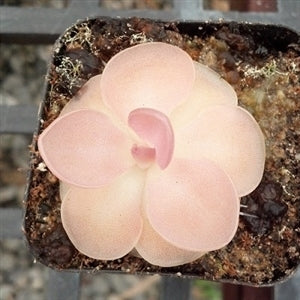 Pinguicula 'Weser'