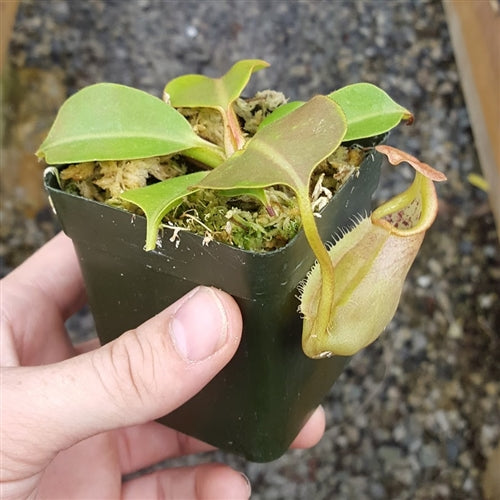 Nepenthes robcantleyi x veitchii - Large