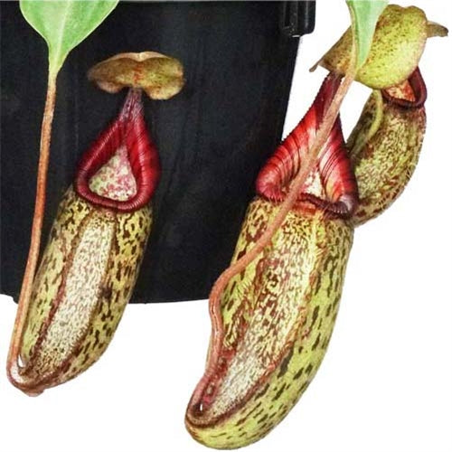 Nepenthes robcantleyi x (aristolochioides x spectabilis)