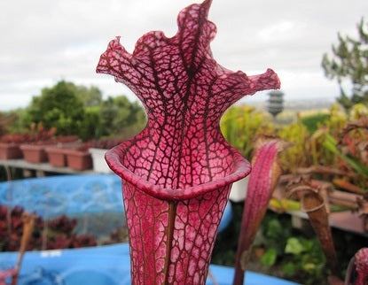 Sarracenia leucophylla 