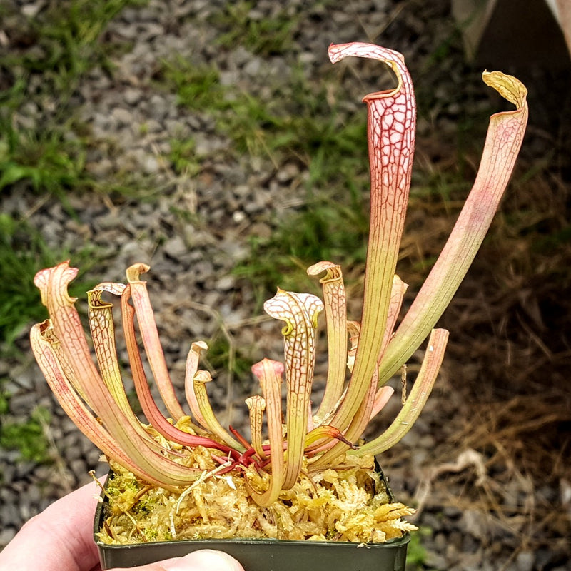 Sarracenia 