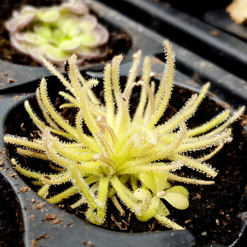 Pinguicula gypsicola