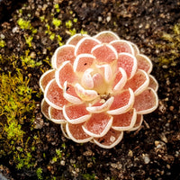 Pinguicula ehlersiae