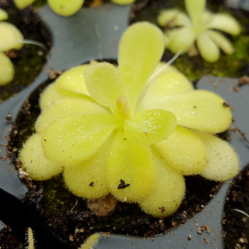 Pinguicula agnata
