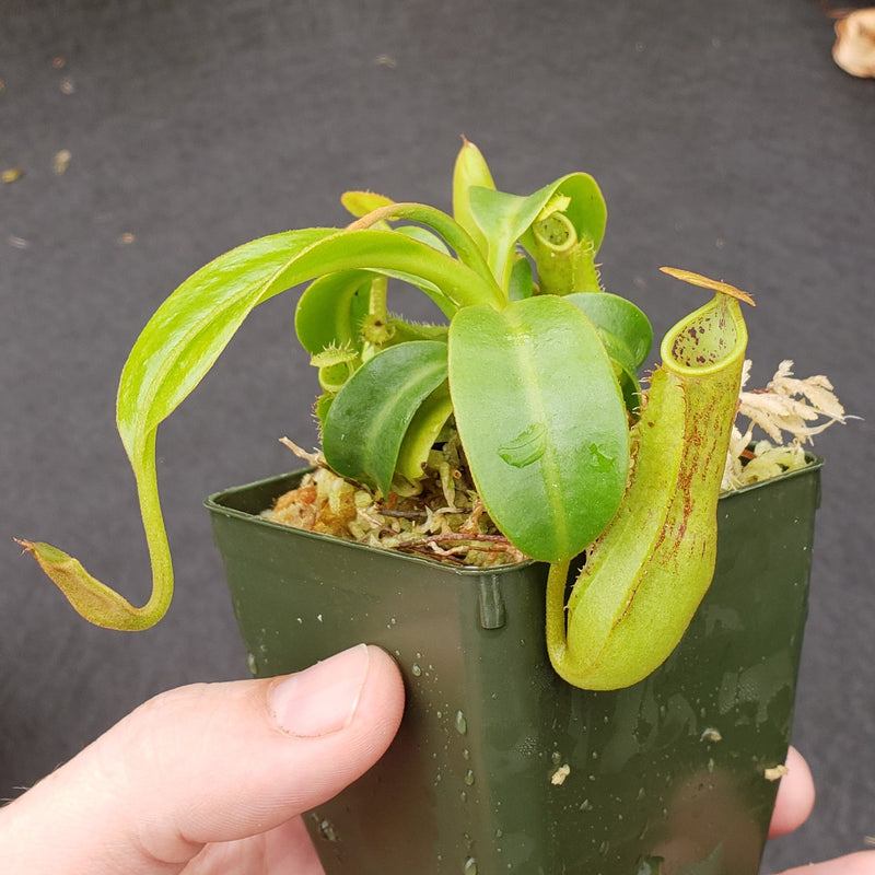 Nepenthes cornuta