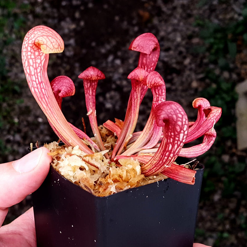 Sarracenia 