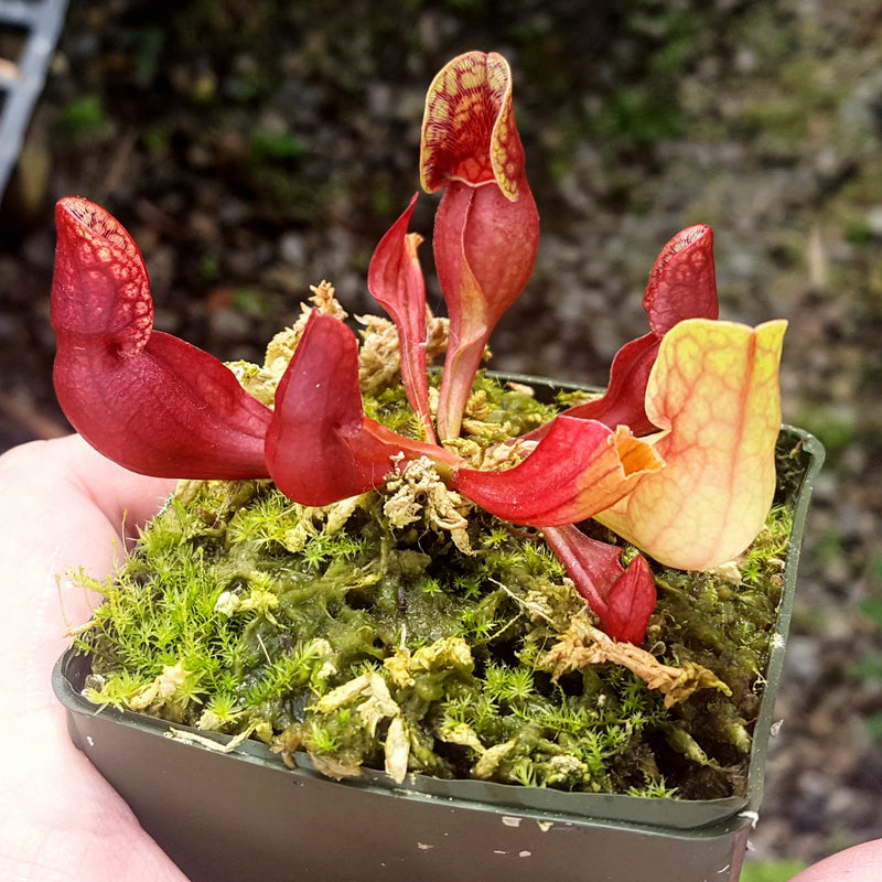Sarracenia purpurea ssp. purpurea