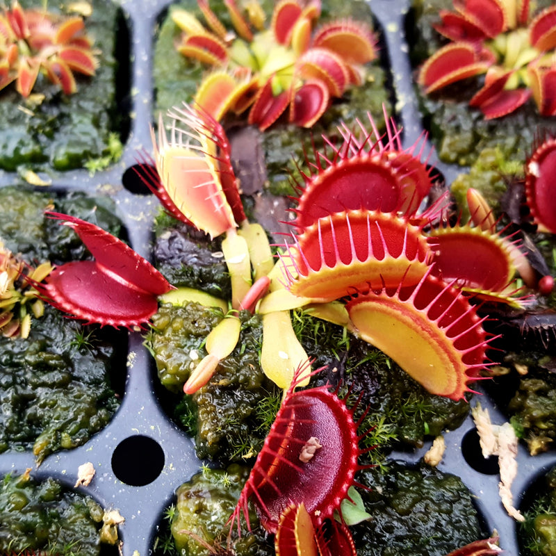Venus Flytrap seed-grown - Small