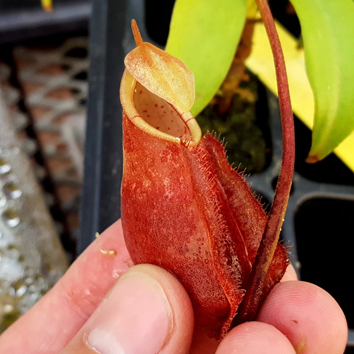Nepenthes densiflora x rafflesiana
