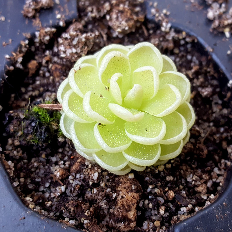 Pinguicula esseriana